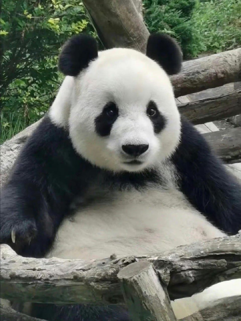 笑容最甜,长相超萌的大熊猫飞云今天13岁啦!