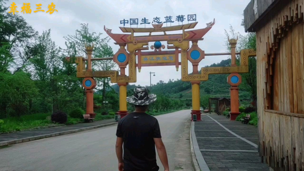 麻江蓝莓 -—高山生态园蓝莓采摘季等您来