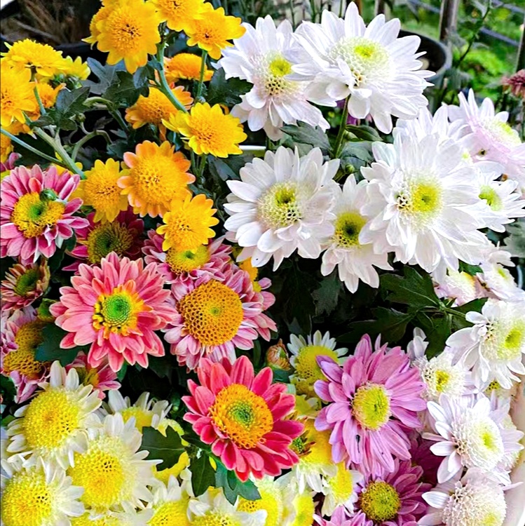 花语:富贵吉祥,幸福美满,高雅脱俗的十二种花!十二个月的花神