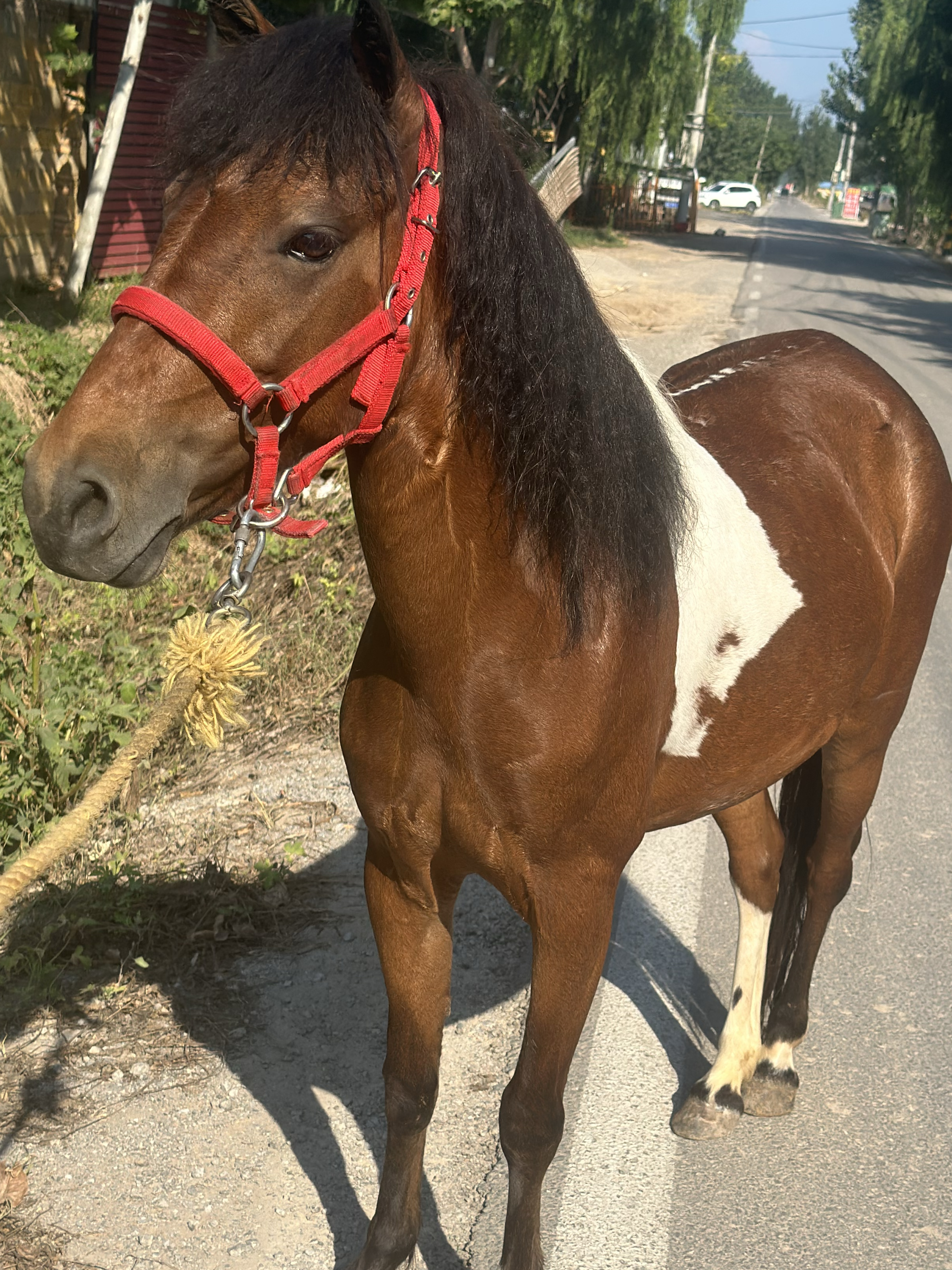 德保矮马,矮脚马,儿童乘骑马