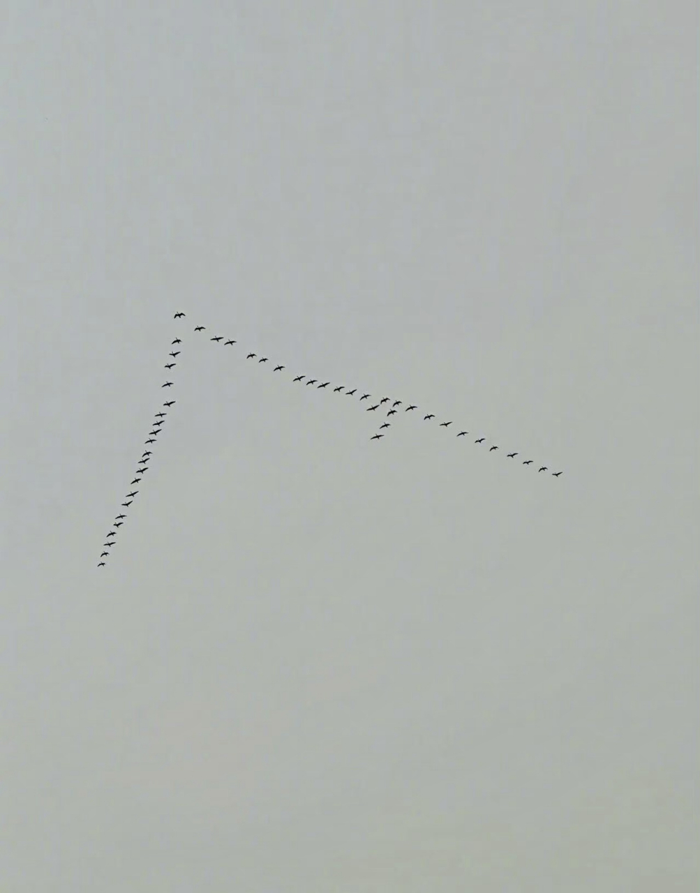 给大家科普个知识[笑哭],大雁飞人字形是因为:"人"字形大雁的飞行队伍