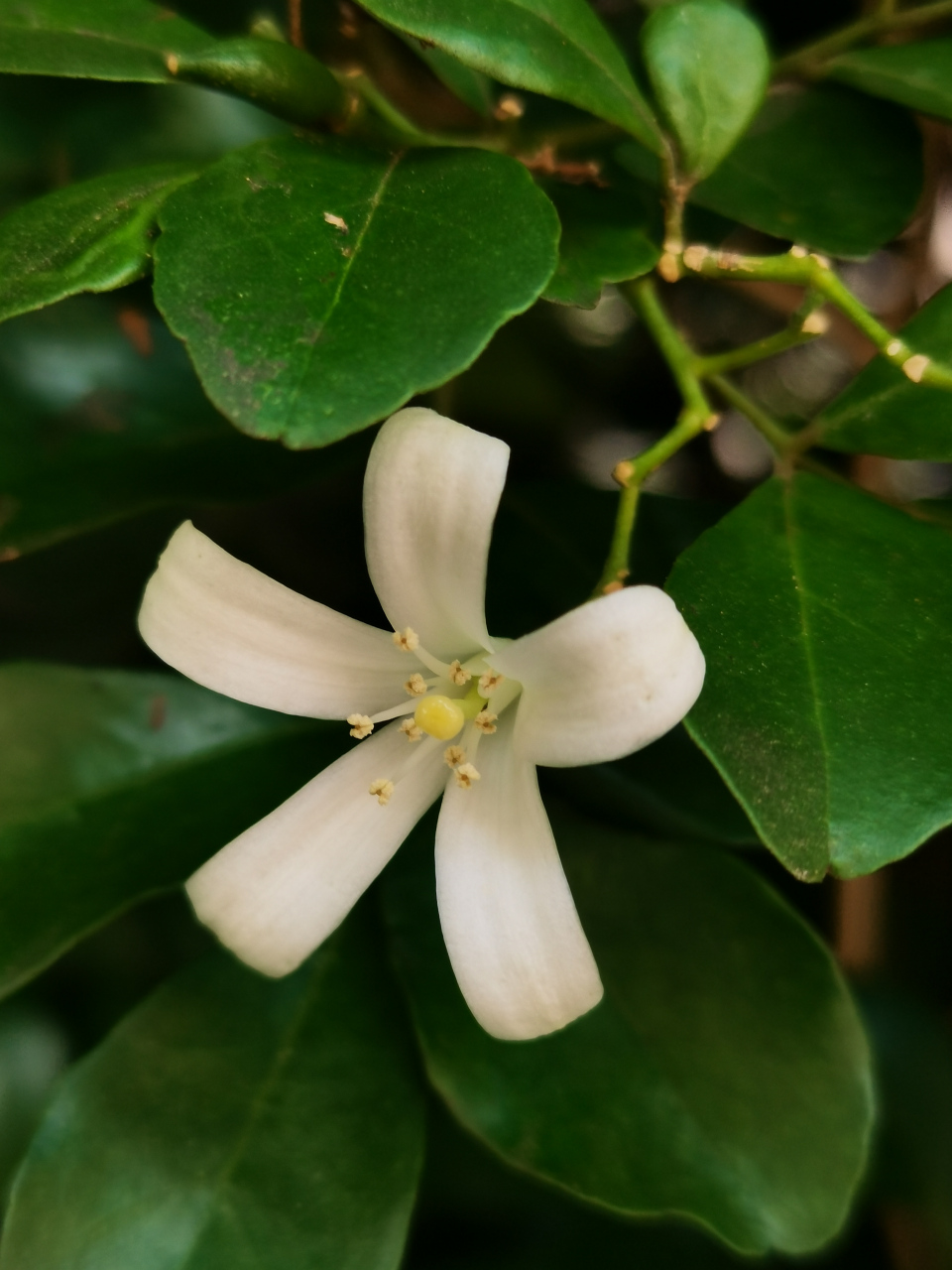 九里香(石辣椒,九秋香,万里香) 芸香科,九里香属常绿灌木,有时可长成