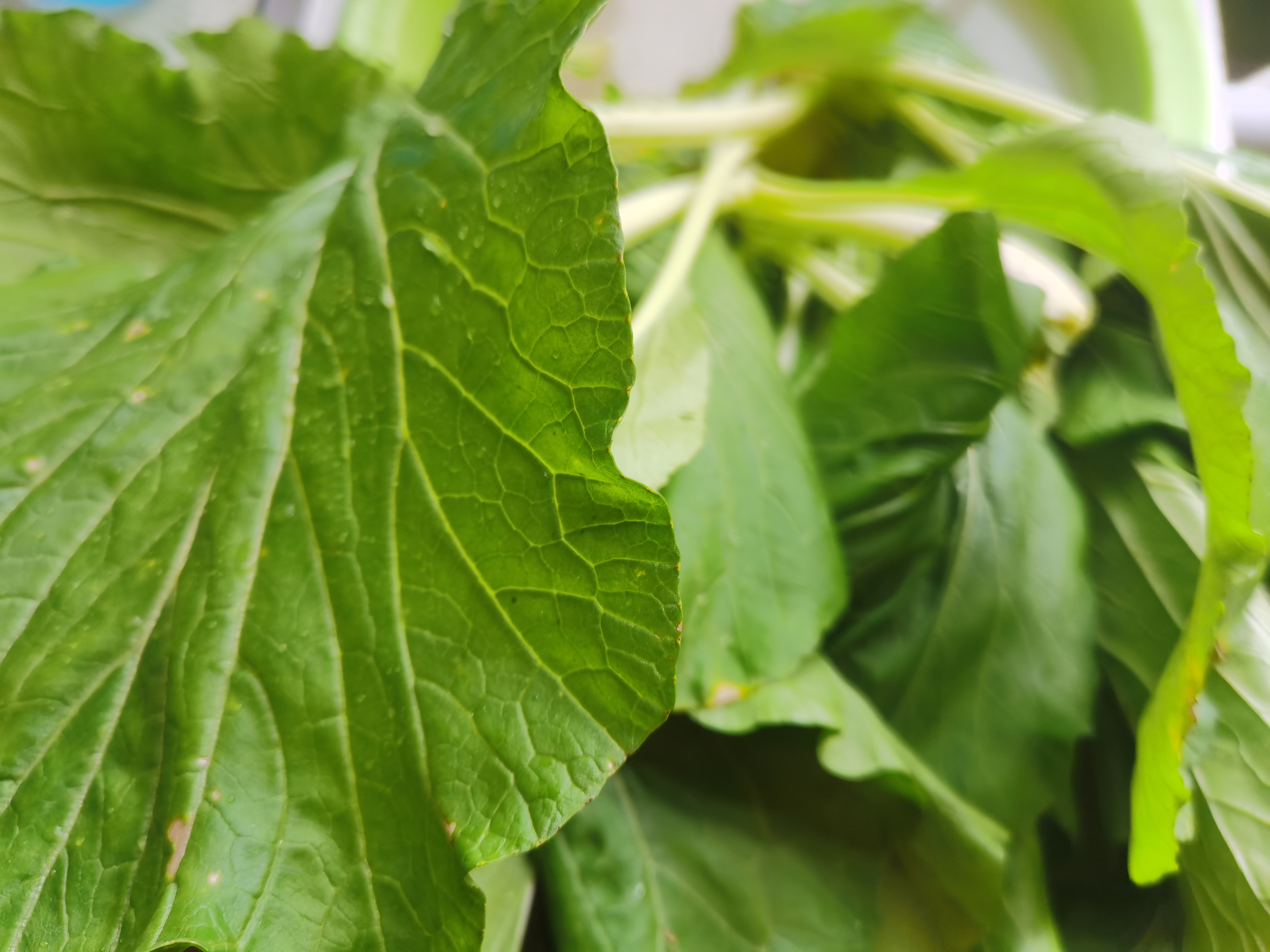 疫情蔓延到乡村的现状,街道冷冷清清,人烟稀少,凄凄惨惨戚戚,偶见老翁