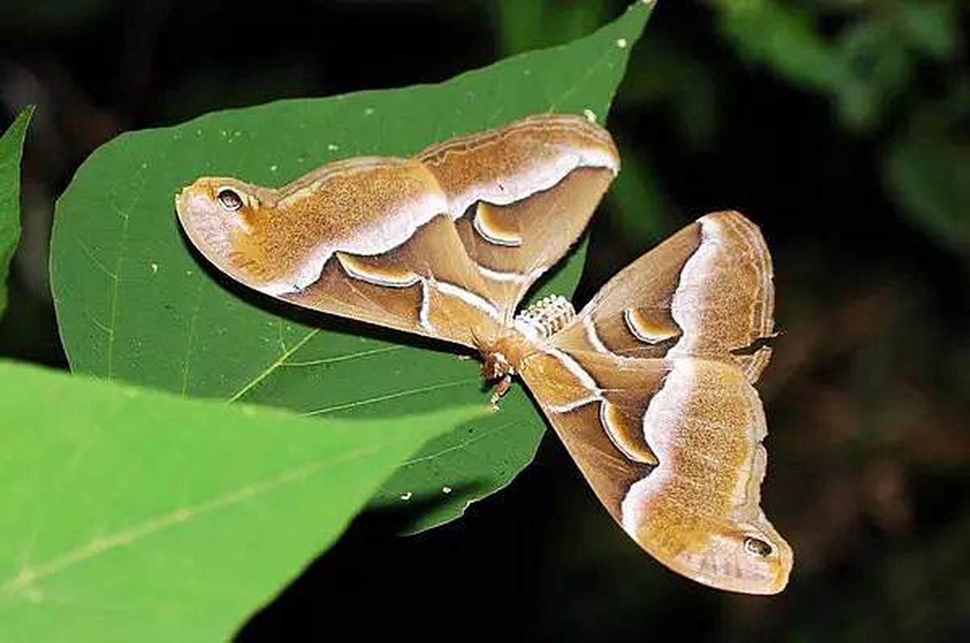 每天认识一种昆虫——眉纹天蚕蛾 眉纹天蚕蛾是天蚕蛾科樗蚕蛾属昆虫.