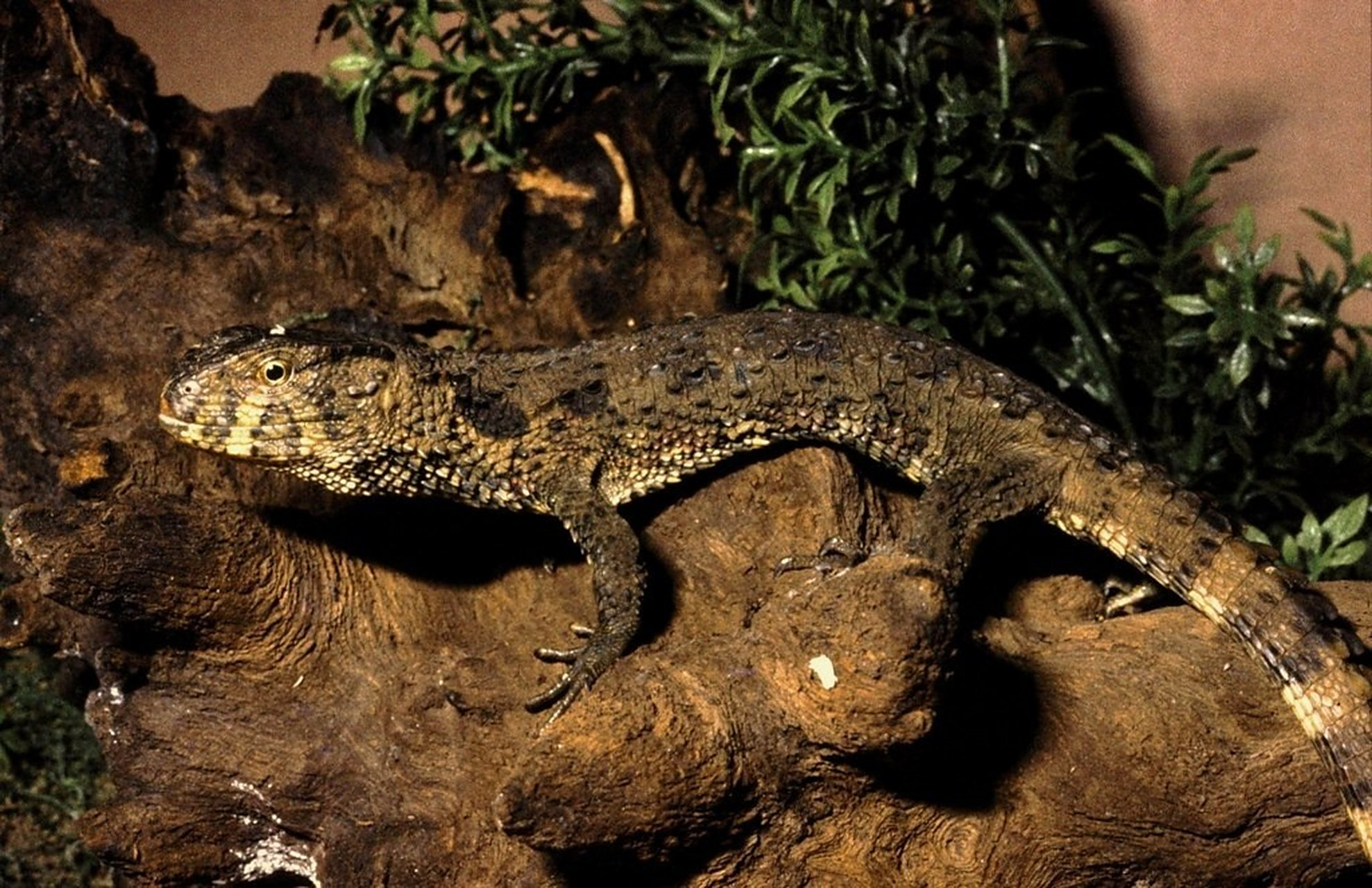 国家一级保护动物——鳄蜥  鳄蜥(shinisaurus crocodilurus)为单型科