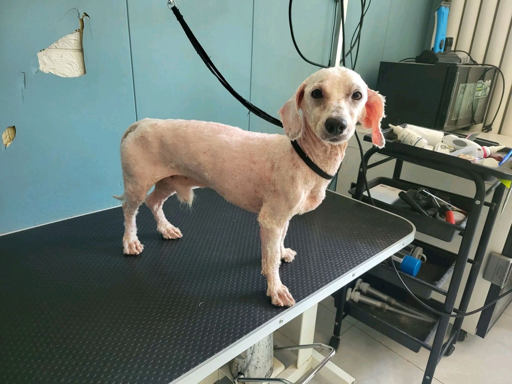 全身蜱虫,这狗得受多大罪呀!