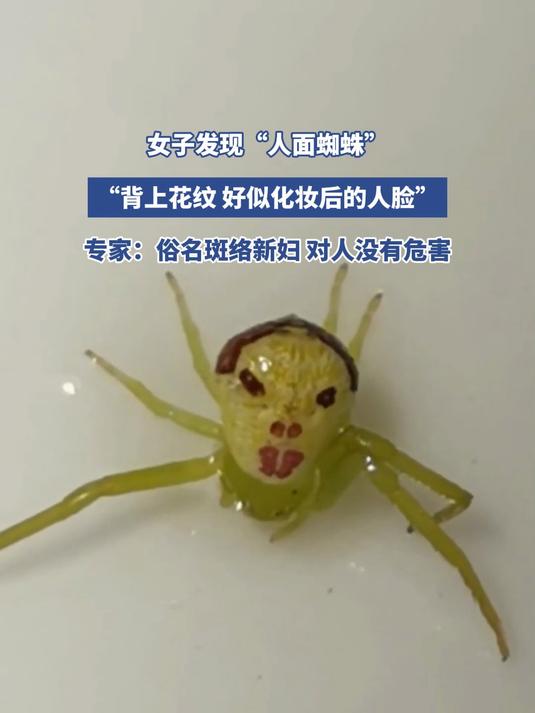 女子发现"人面蜘蛛","背上花纹 好似化妆后的人脸"