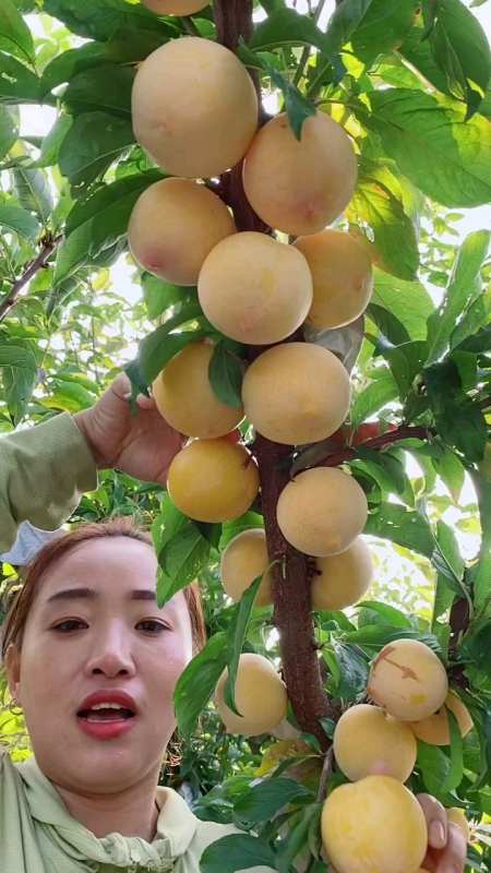 晚熟李子品种,国峰十七号,黄皮黄肉李子品种,长相像桃,适合南北方种植