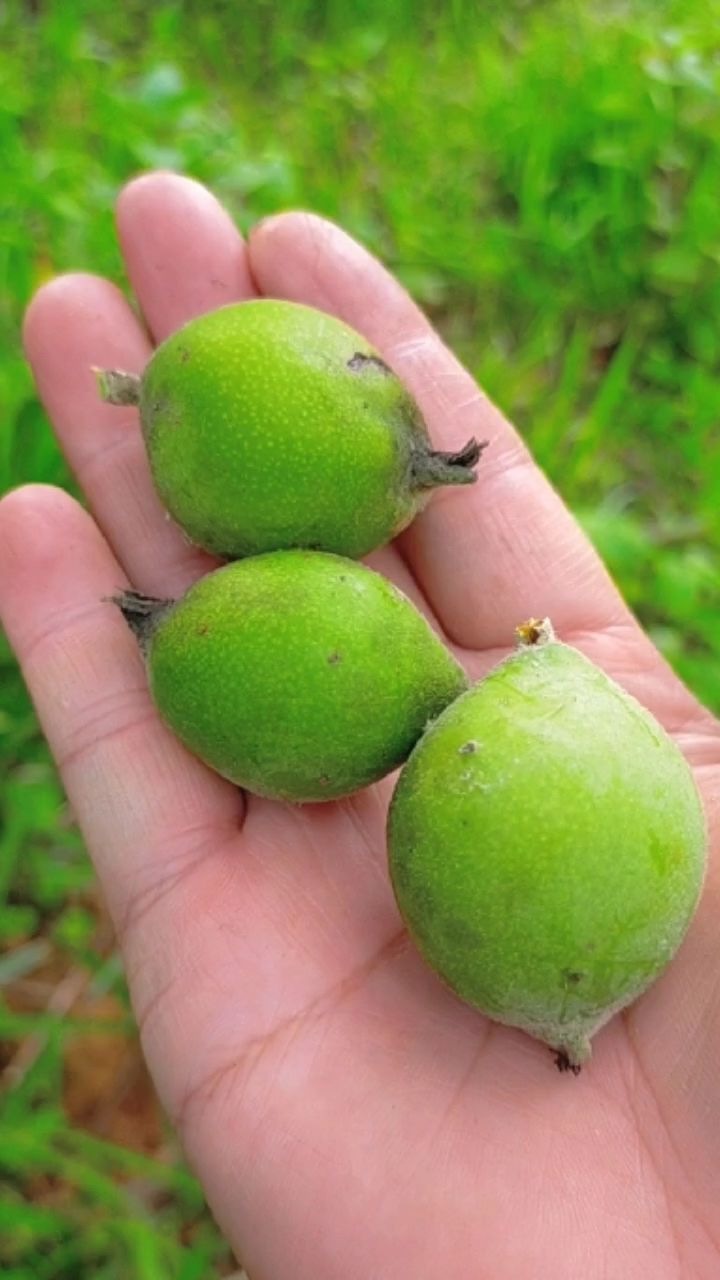 这是我们大山里的野果子,名叫多依,是我们从小吃到大的零食
