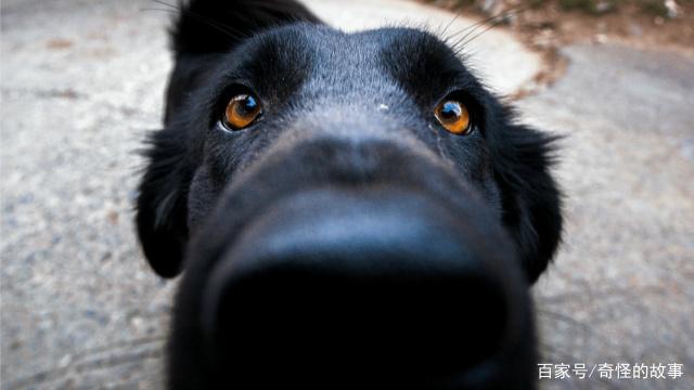 狗狗歪头看你是在卖萌?动物行为学揭秘背后原因