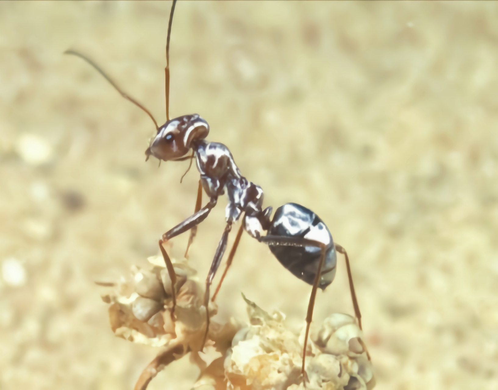 每天认识一种昆虫——撒哈拉银蚁 撒哈拉银蚁是膜翅目,蚁科昆虫.