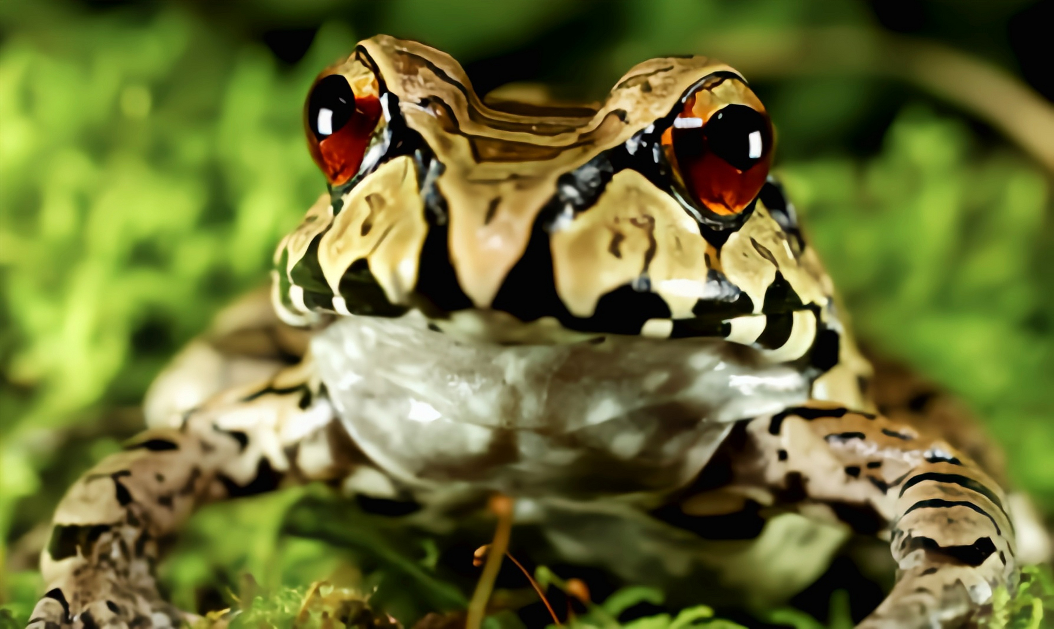 每天认识一种动物——南美牛蛙 南美牛蛙别名五趾细趾蟾,原产于南美洲