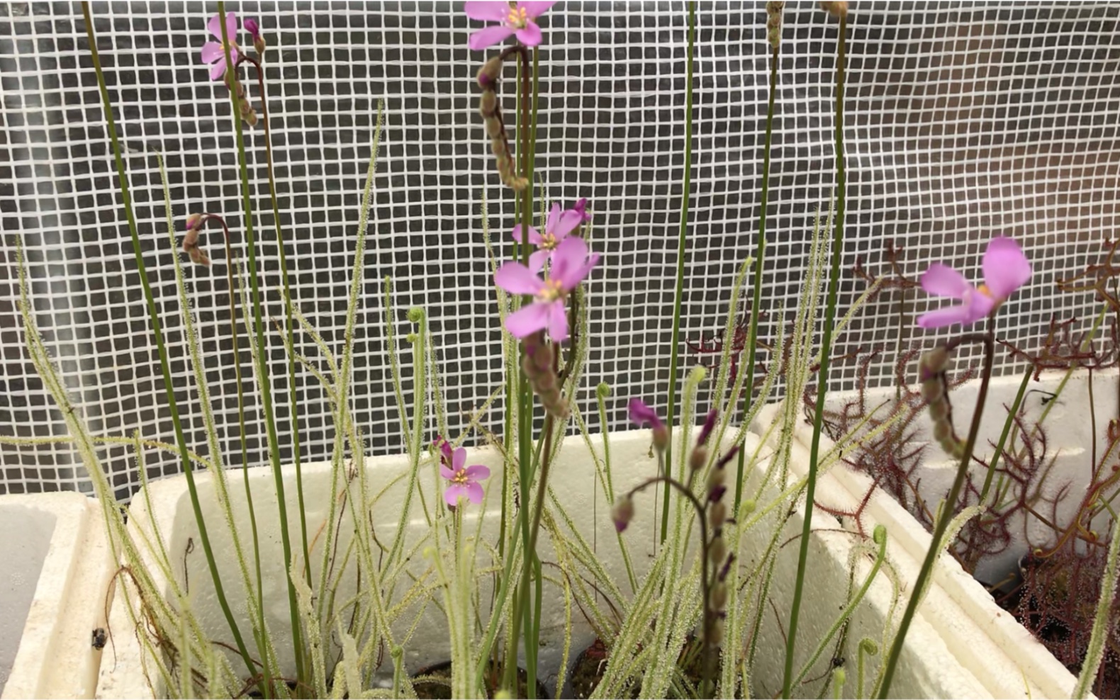 茅膏菜篇——丝叶茅膏菜