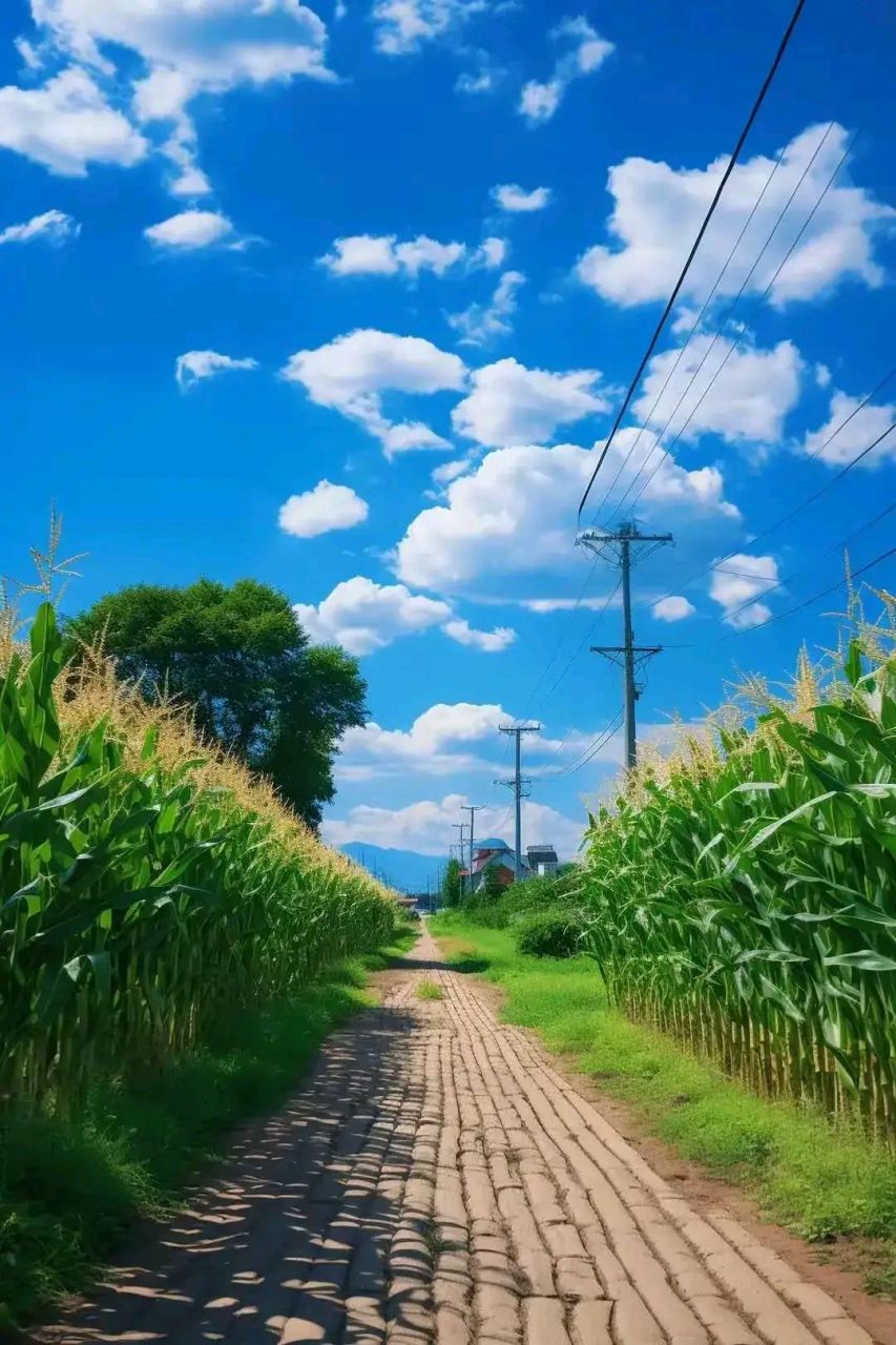 夏天美景乡村图片