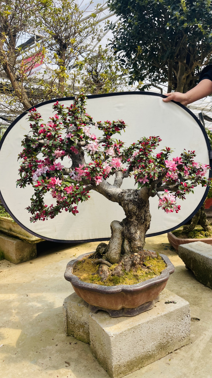 红宝石海棠盆景,盆里养了三十多年才能养出这效果
