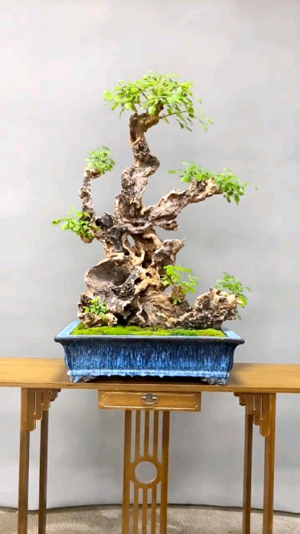 精品黄荆盆景,有点好看