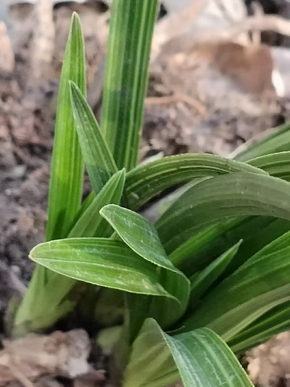 蕙兰头型草欣赏