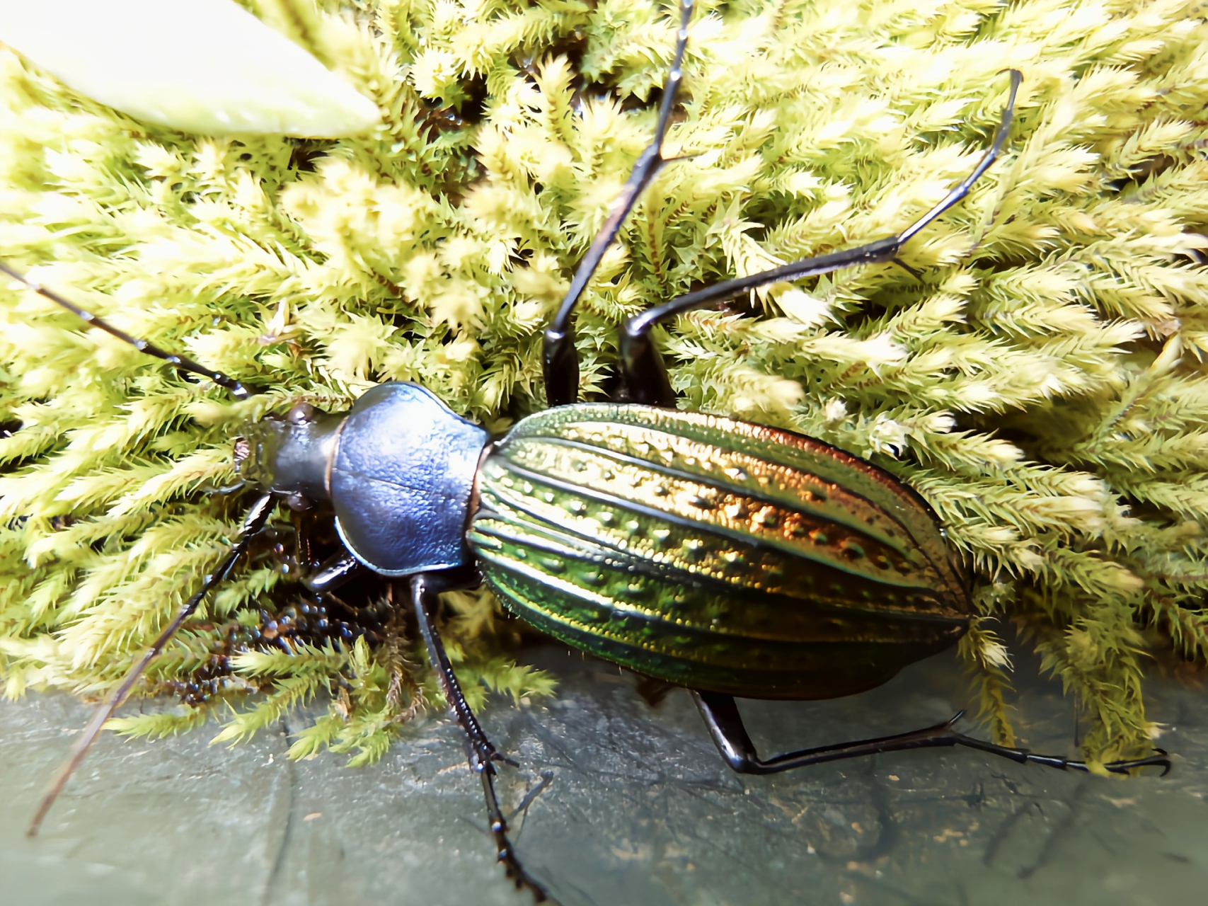 每天认识一种昆虫——硕步甲 硕步用又名大卫步甲,鞘翅目步甲科昆虫