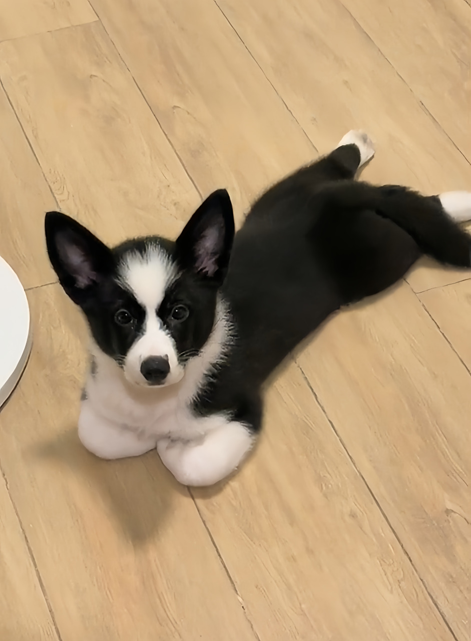 帅气的边牧和可爱的柯基,生下的宝宝长啥样?