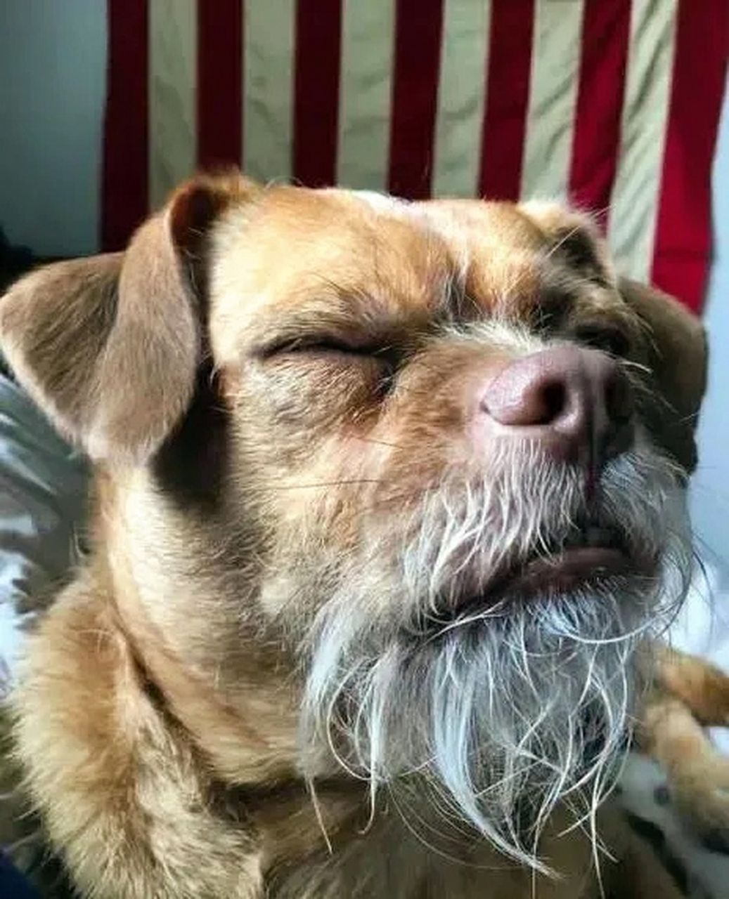 胡子花白,表情搞怪,这狗狗简直太逗了.#趣图搞笑