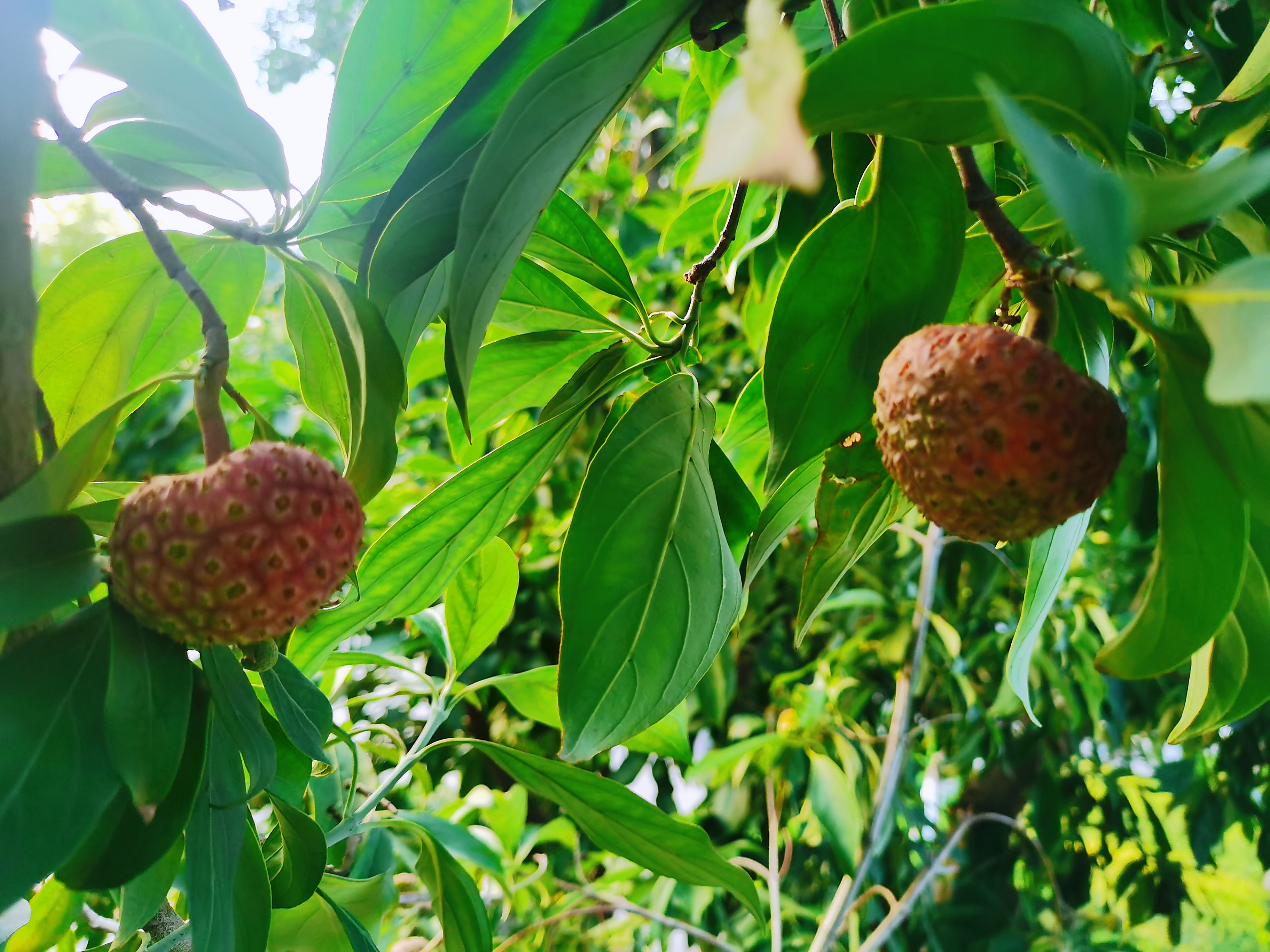 鸡嗉子植物图片