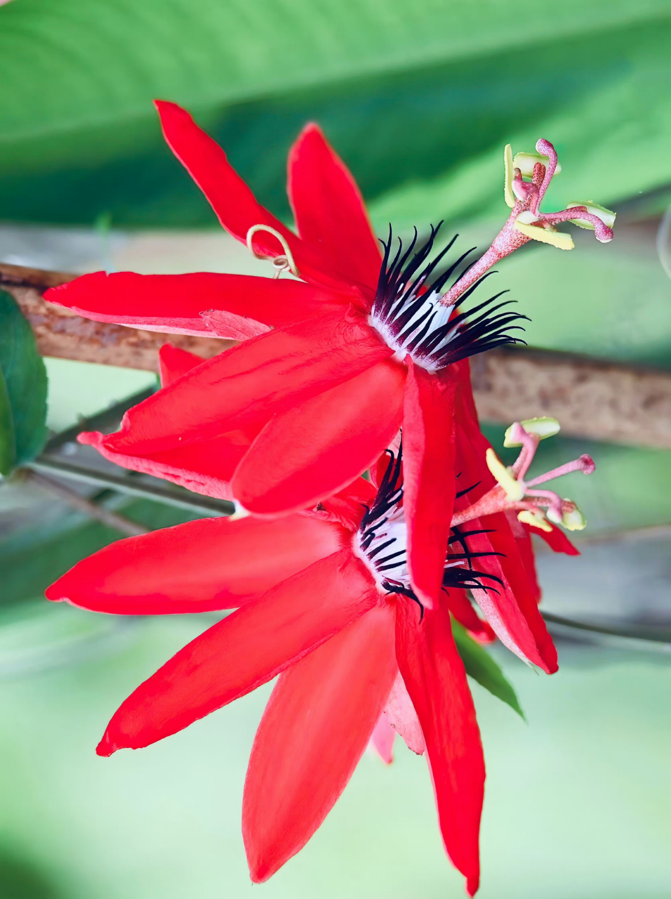 红花西番莲,鲜花盛开红艳艳,别致花形好艳红!竖立状奇特花芯!好美喔!