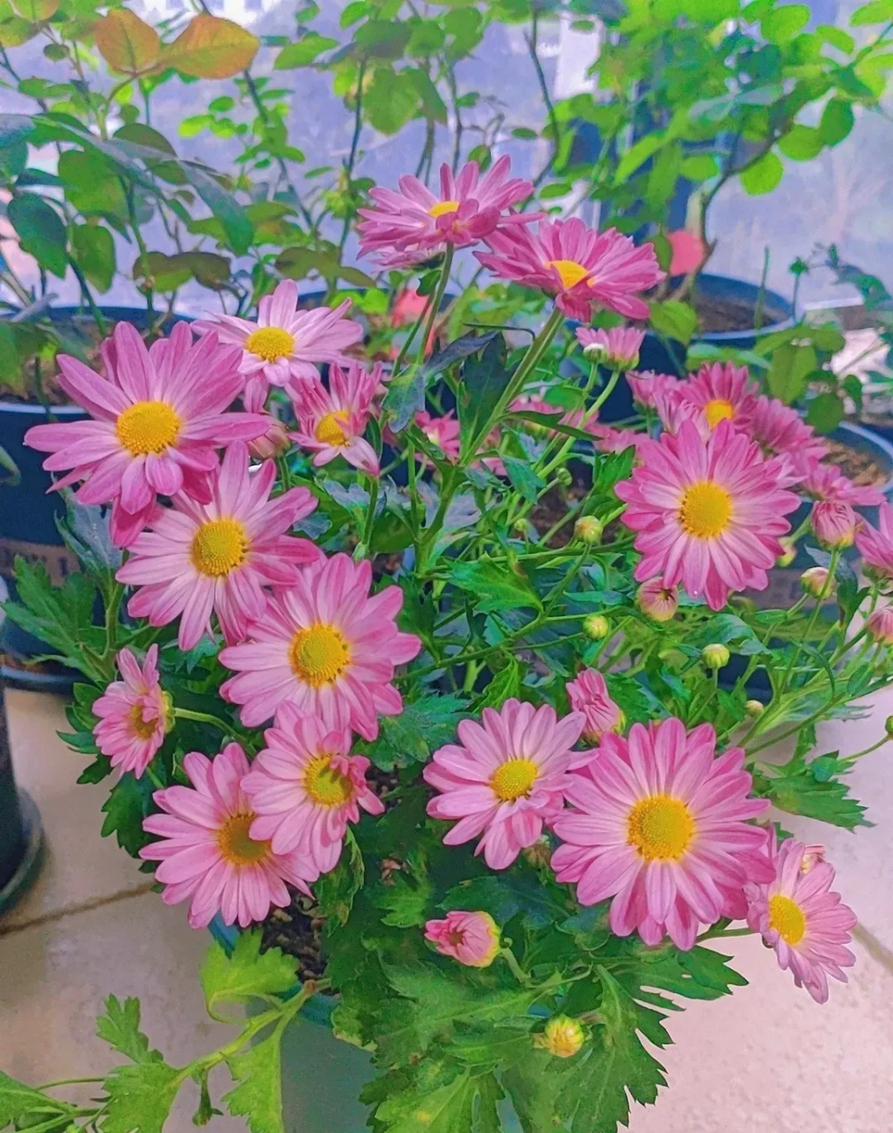 我的阳台花草之美人菊 美人菊,又名女王菊,株形不高,花朵也不大,但它