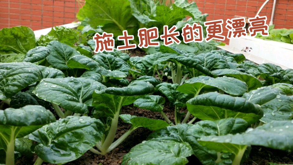 想要青菜长的快又水嫩,进来看看追肥最佳时期!