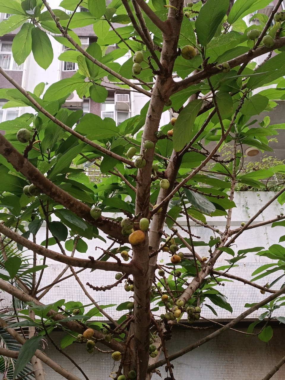 牛奶树  这树上结着疙疙瘩瘩的像无花果一样的果实,但是叶子全然不是