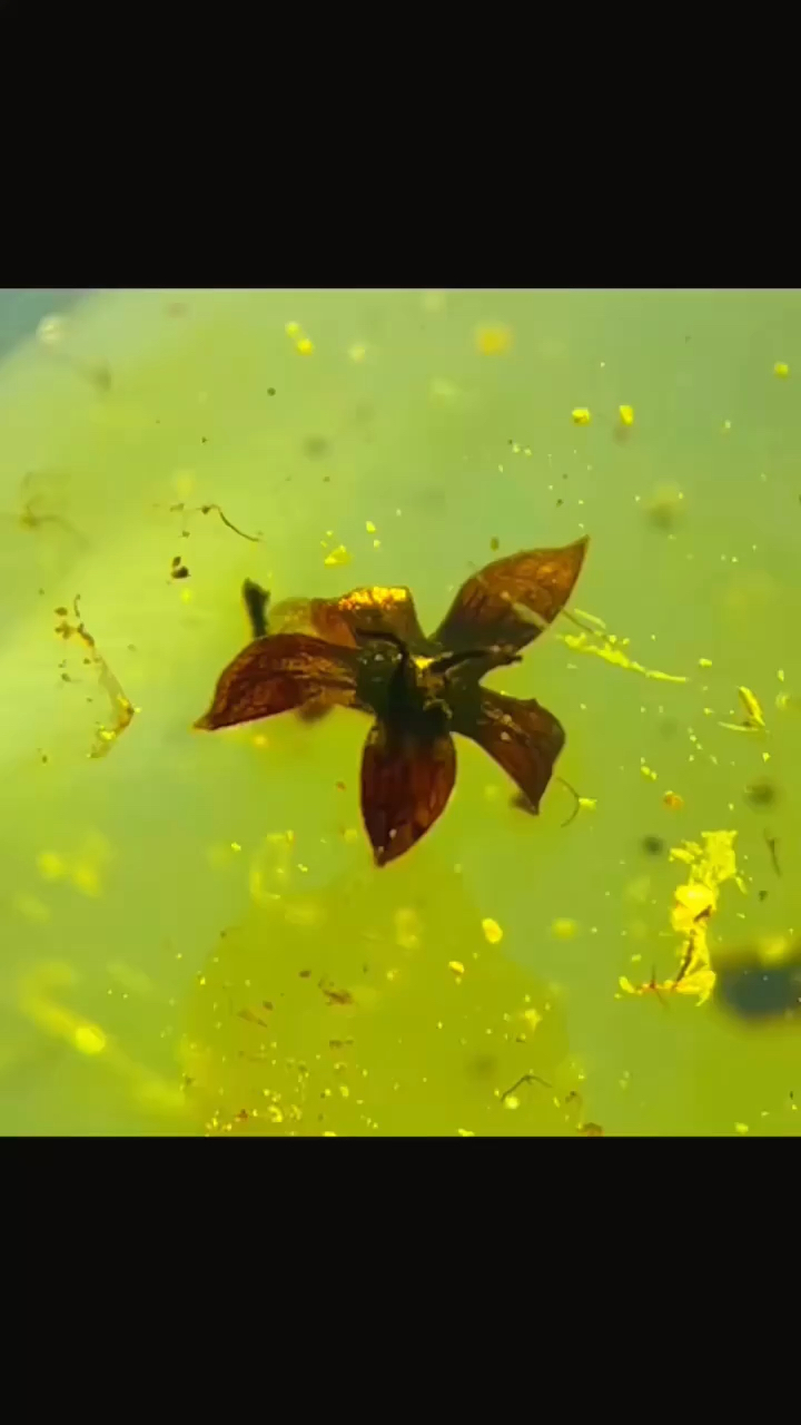 缅甸琥珀植物珀五瓣花#小海琥珀