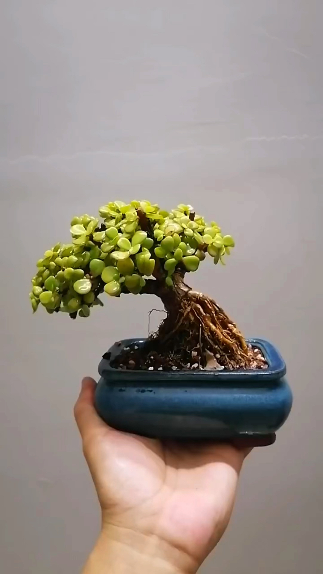 金枝玉叶小盆景造型