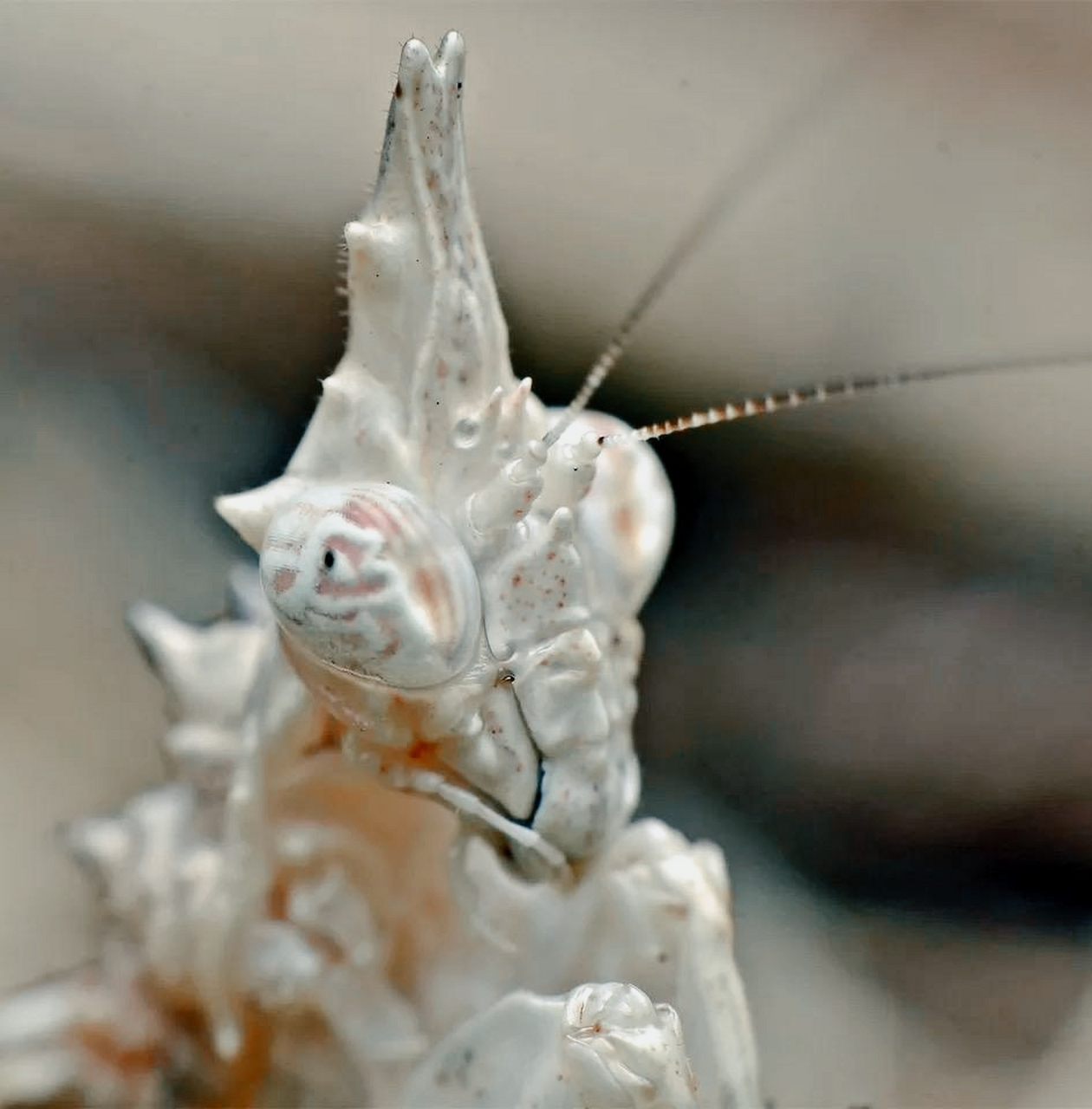 那些长相逆天的动物-索氏角胸螳 今天给大家介绍一种略带重口味的螳螂