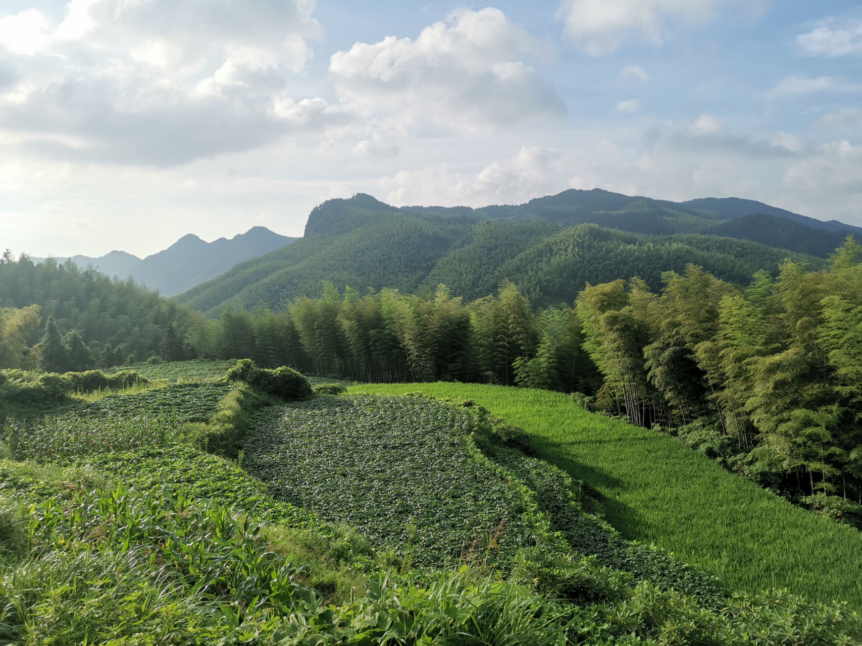 美丽的遂昌高坪茶树坪村的梯田