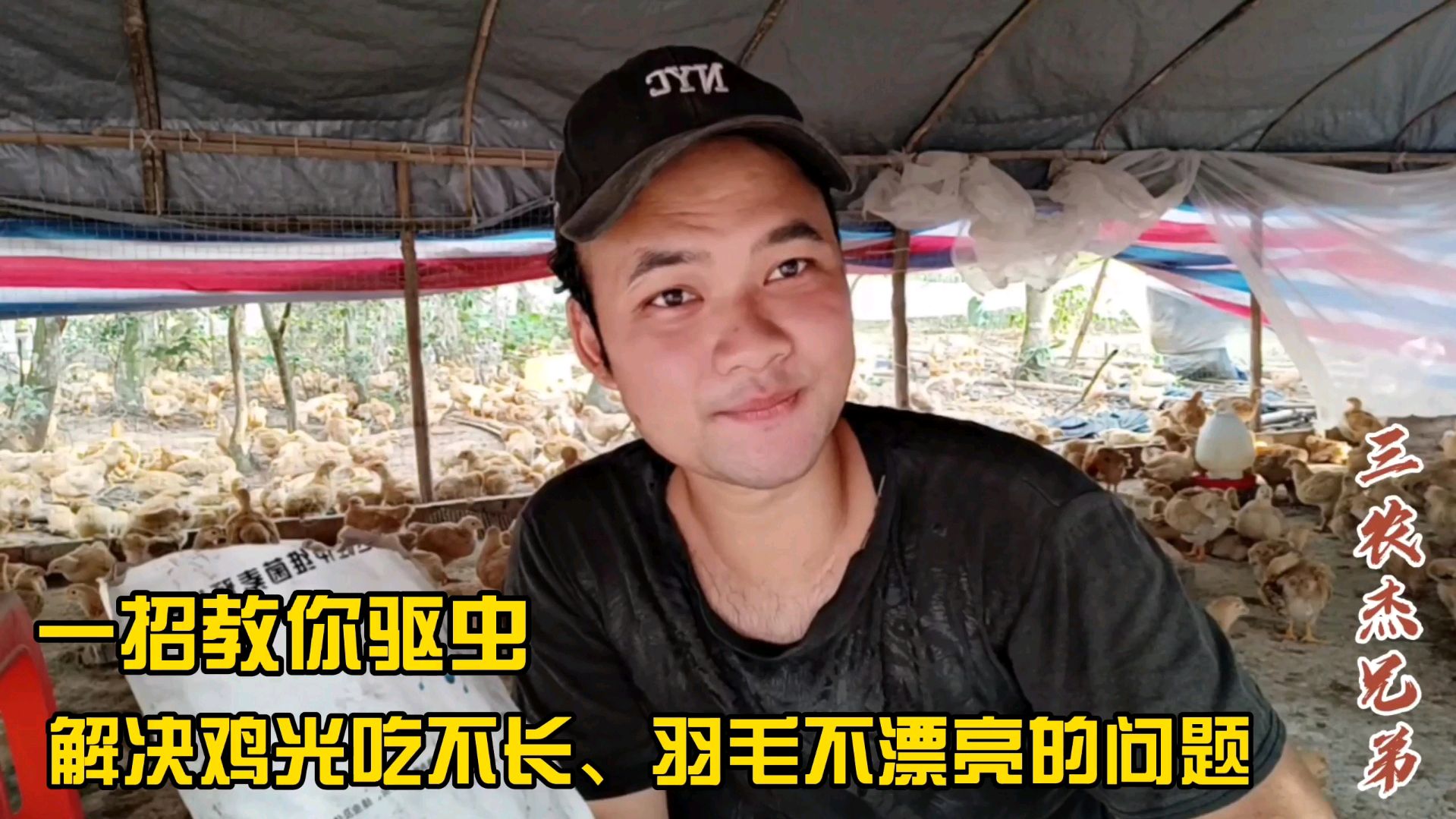 养鸡我们都想养出好鸡,三十多天注意这点,鸡猛长肉