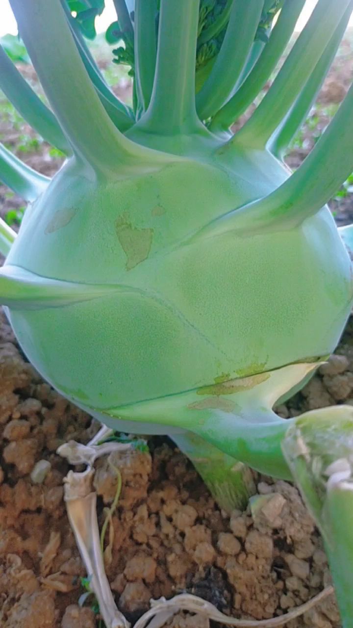 农村菜园子里的苤蓝再不吃就开花了