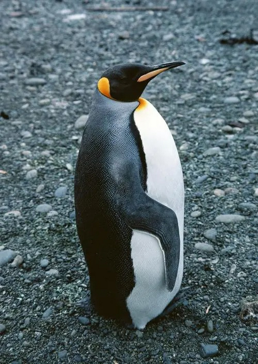 企鹅是一种非常适应极端寒冷环境的动物,它们具有多项对抗寒冷的能力