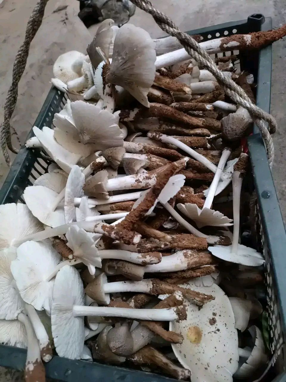 这是奶奶在山坡上捡到的伞把菇,听说这种菌子一般情况下都有3堆,因为