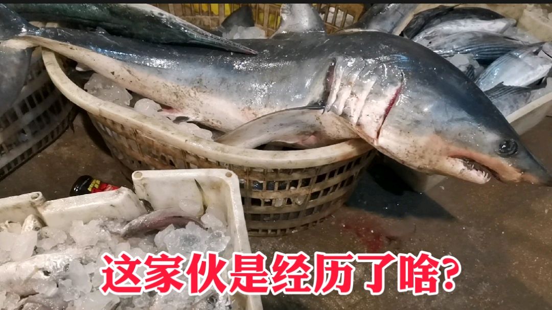 小波凌晨来海鲜批发市场,各种鱼价格上涨,无意间发现鲨鱼,稀罕