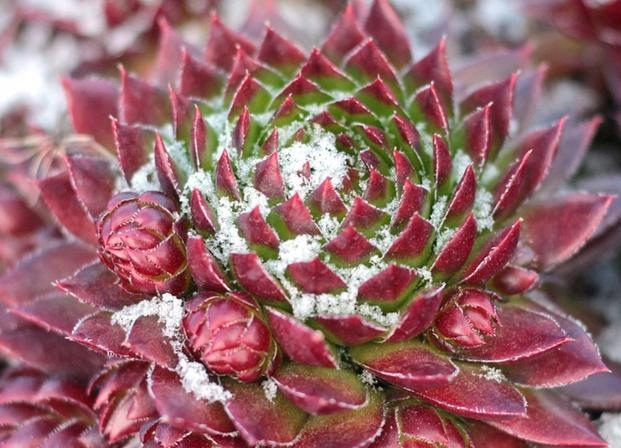 多肉冬天雪地里面"冻一冻",颜色更鲜艳,叶片更"胖乎"
