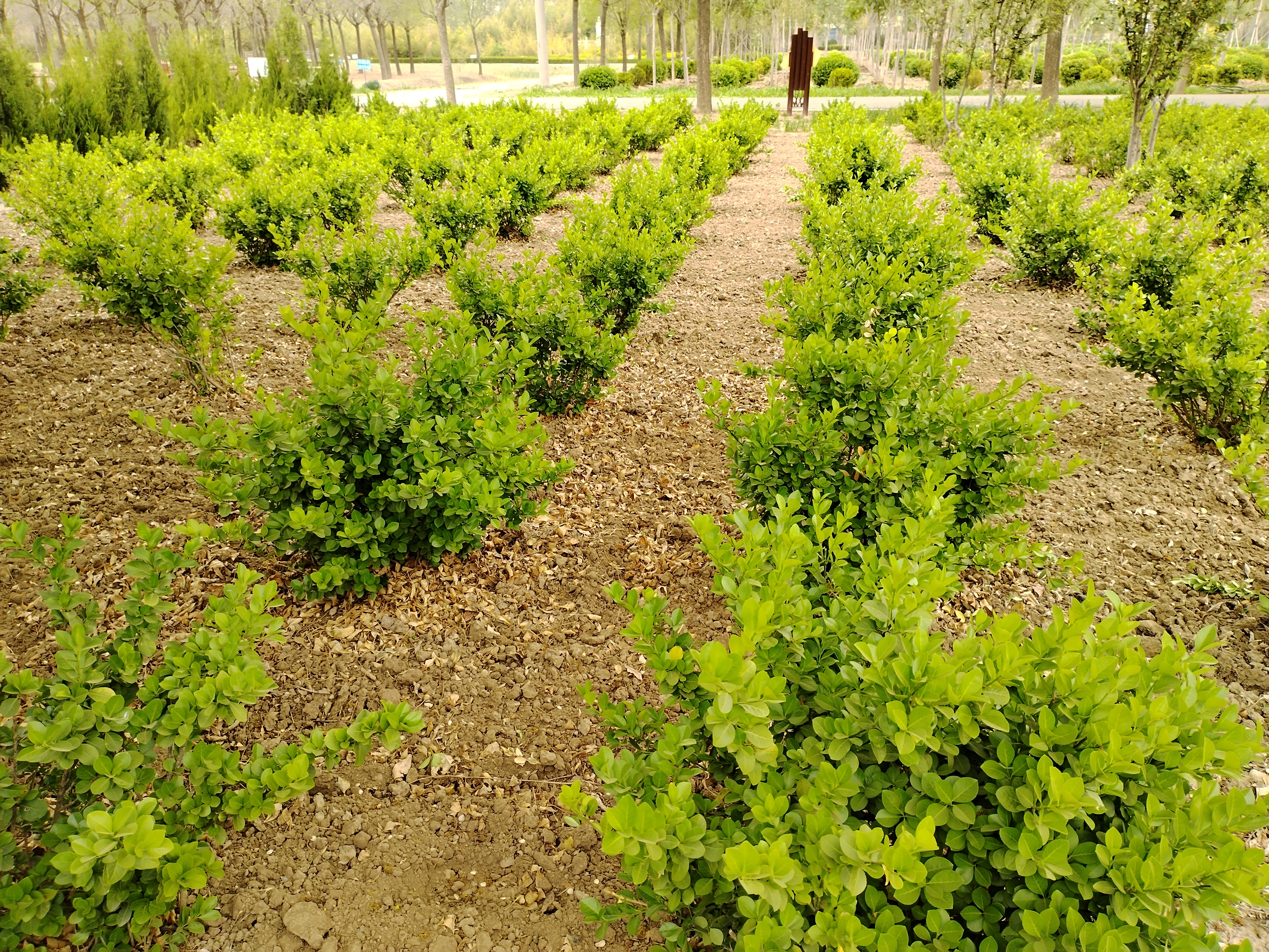 无棣清波烟雨植物园