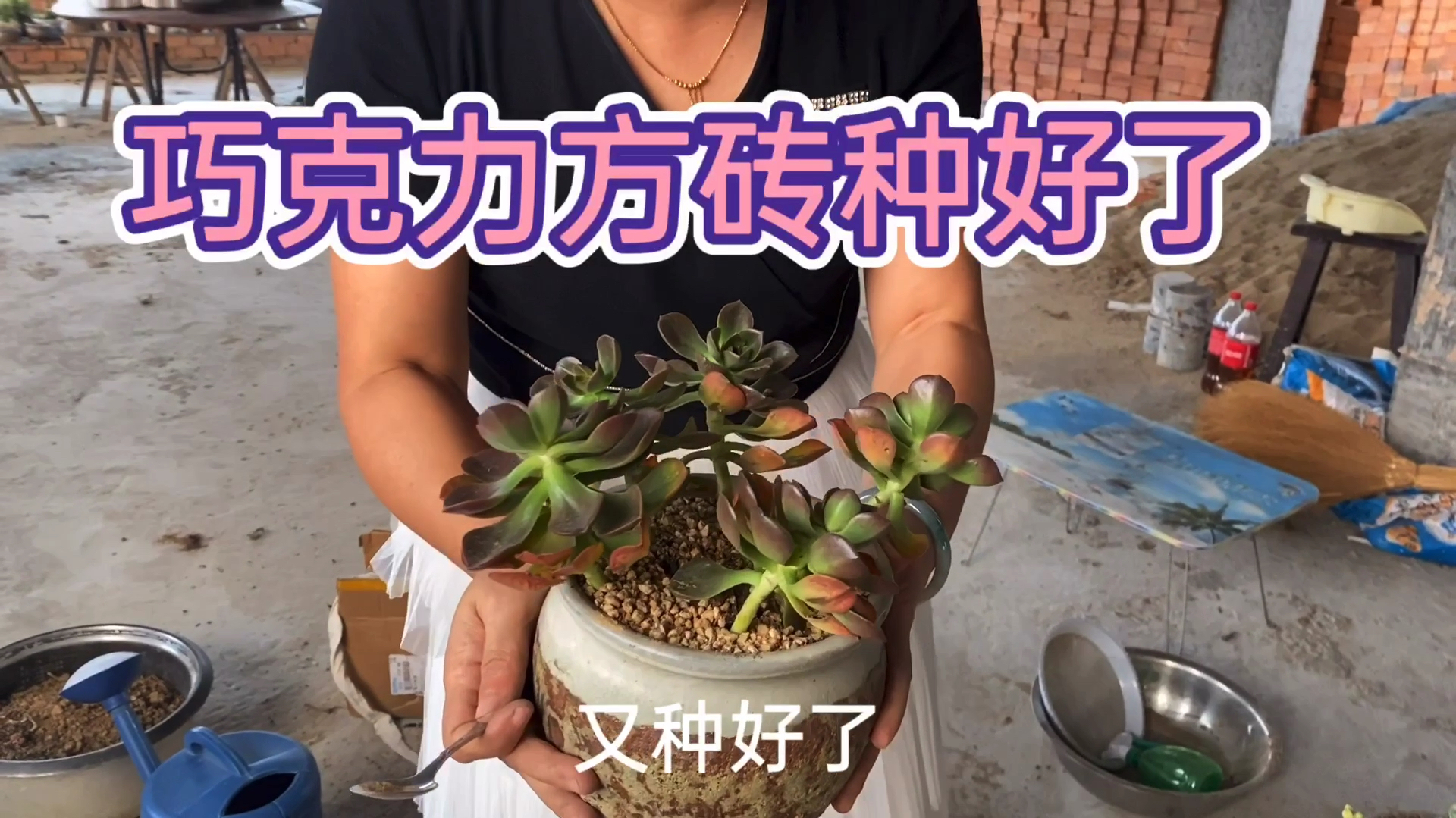 五株巧克力方砖种进大盆,颇费一番周折,一大盆多肉效果不错的!