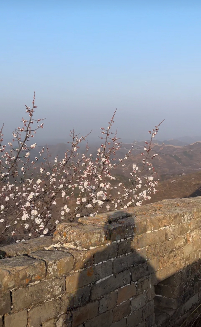 八达岭古长城杏花节图片