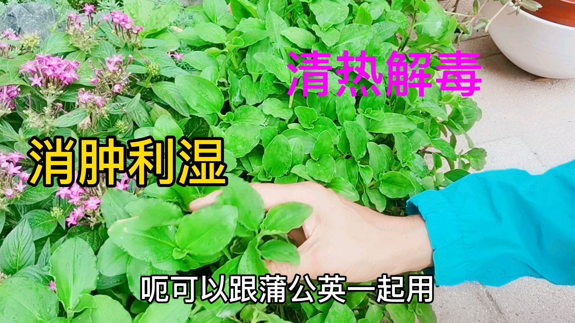 鸭跖草非常好养护,可以种实地也可以盆栽,晒干可以当草药