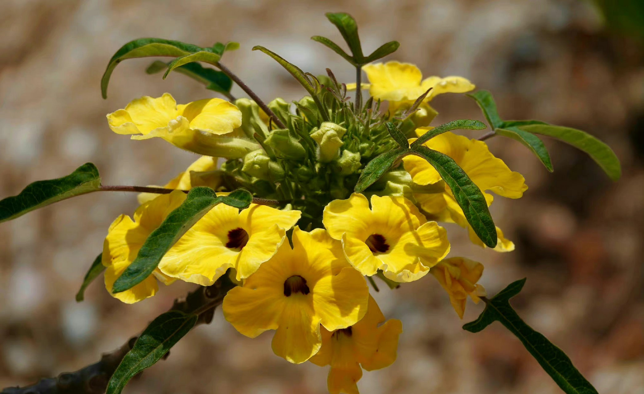 胡麻科安卡丽娜属,花与果,很漂亮的黄花,有点像黄婵,小果子很萌.