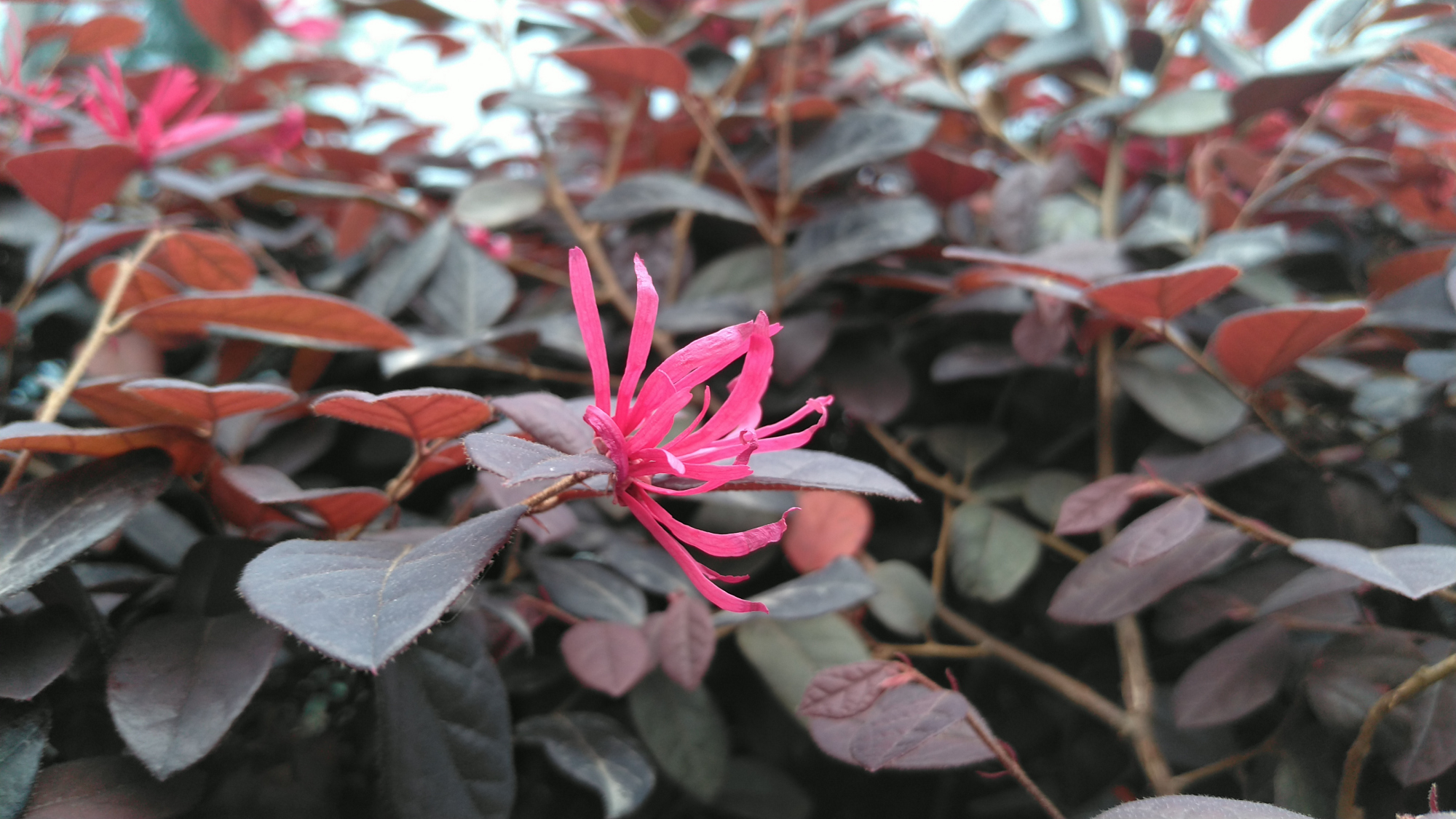 红花檵木花图片