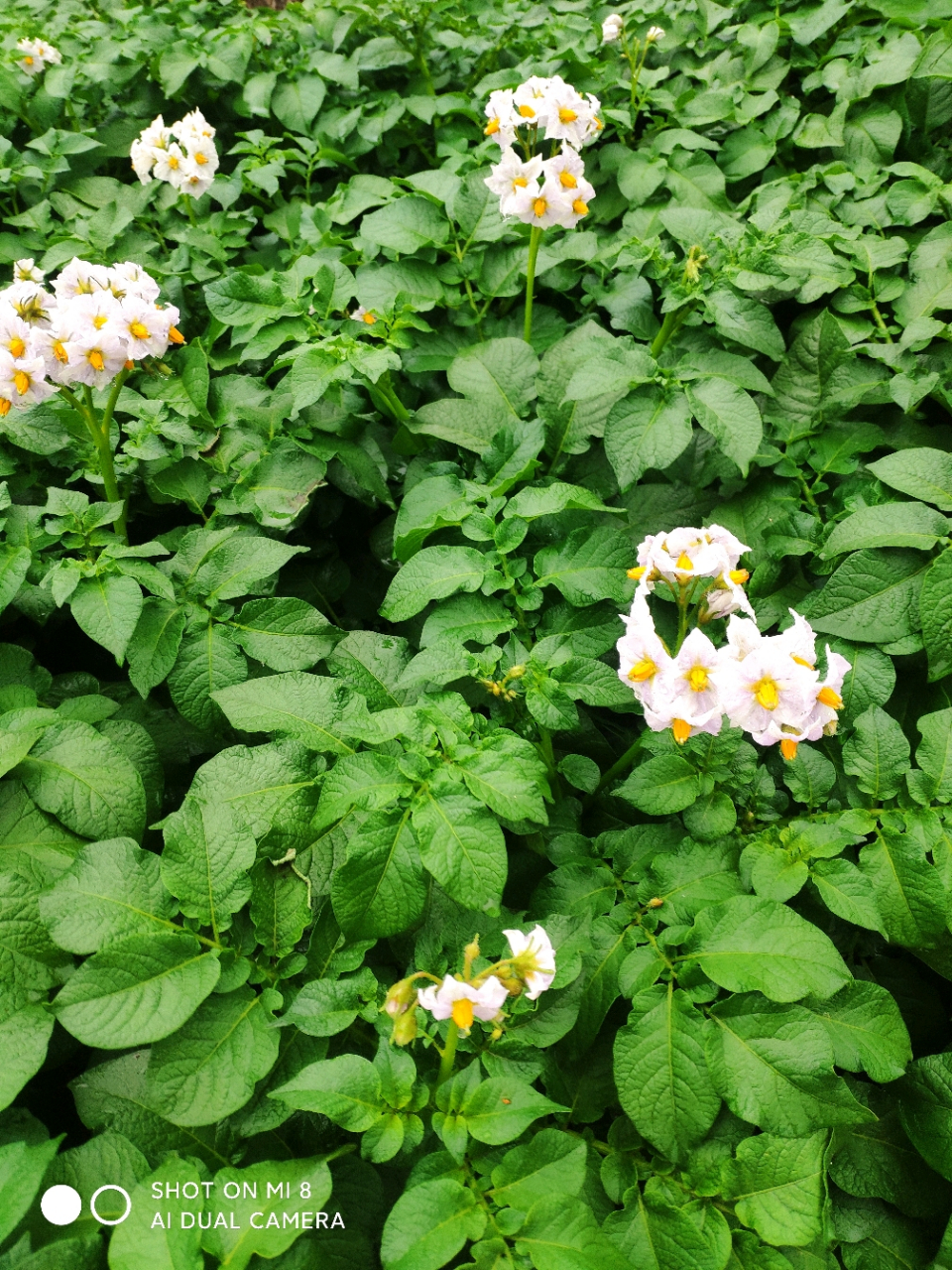 看那叶子,油光发亮,特别清新. 土豆花开了!