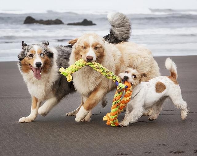 最不忠心的五种狗