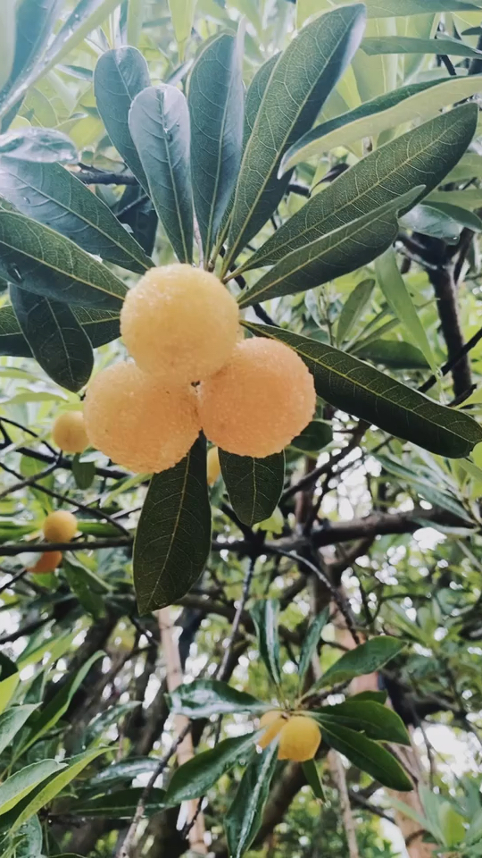 白水晶杨梅苗多少钱一棵 哪里有白水晶杨梅苗 白水晶杨梅苗价格 杨梅
