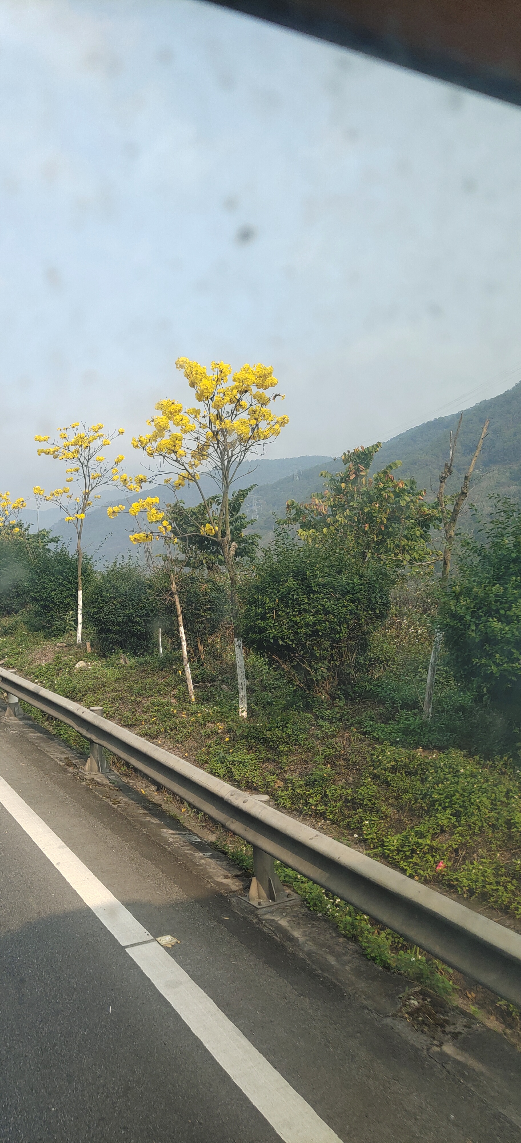 开车拍路边风景图图片