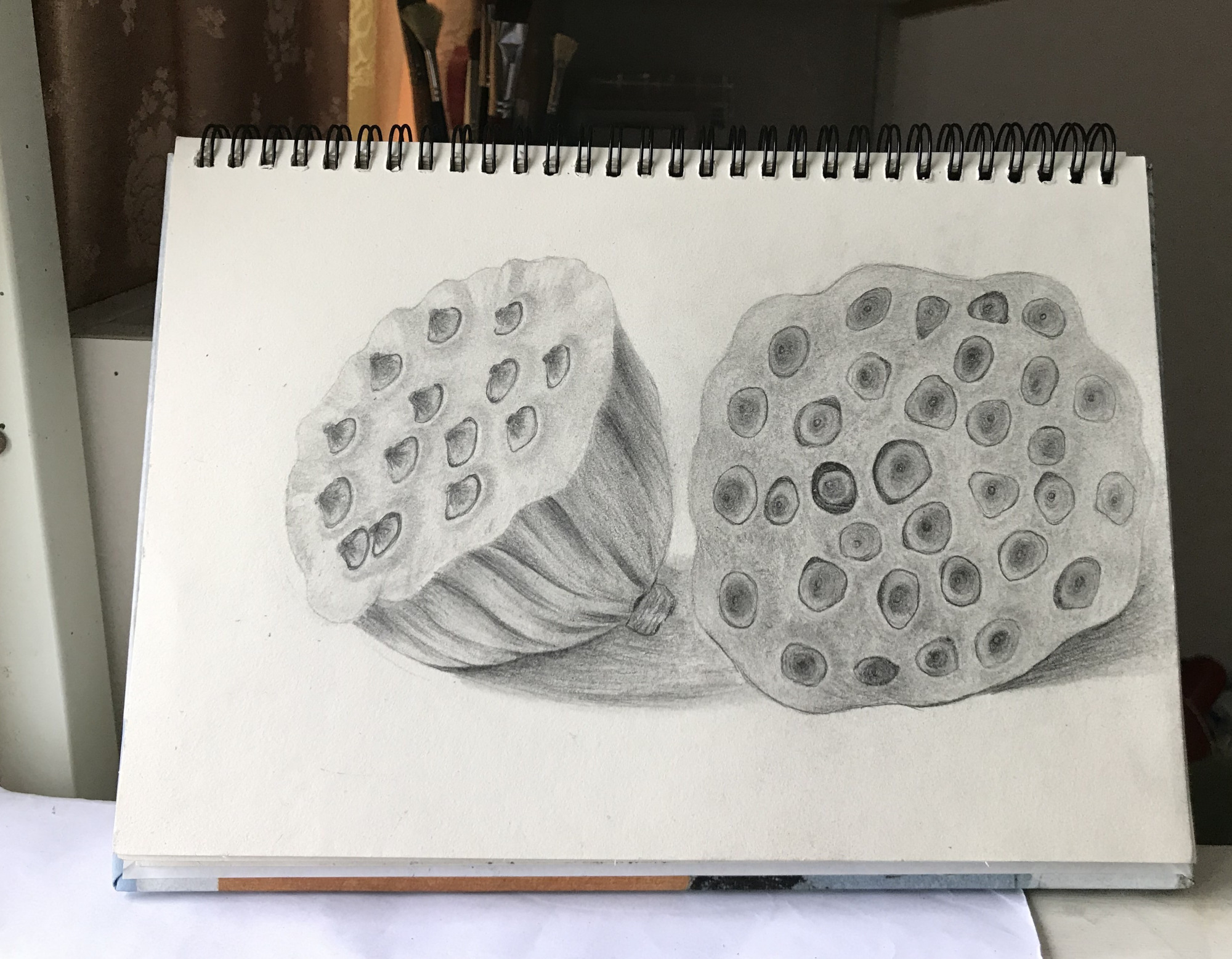 莲蓬 绘画速写素描